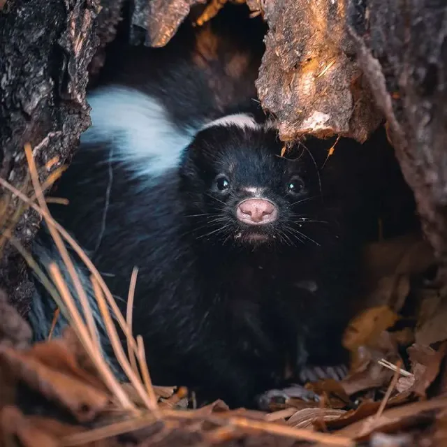 Skunk peeking from tree hollow in forest.