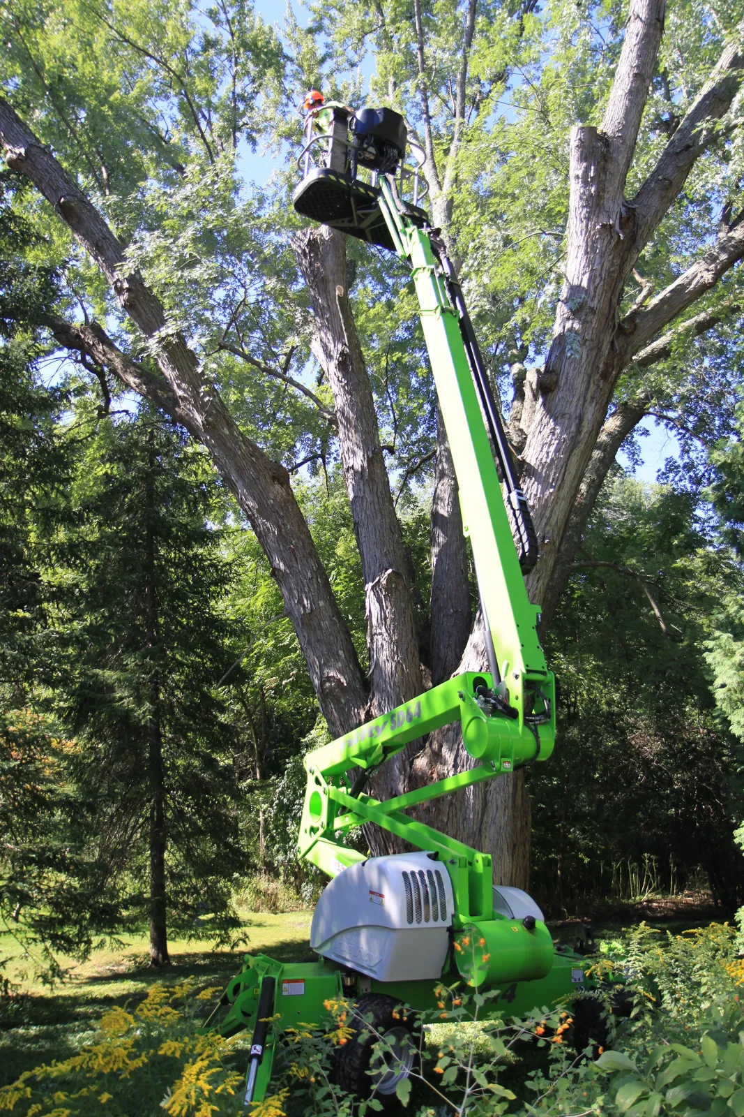 work photo from accuratetree.com