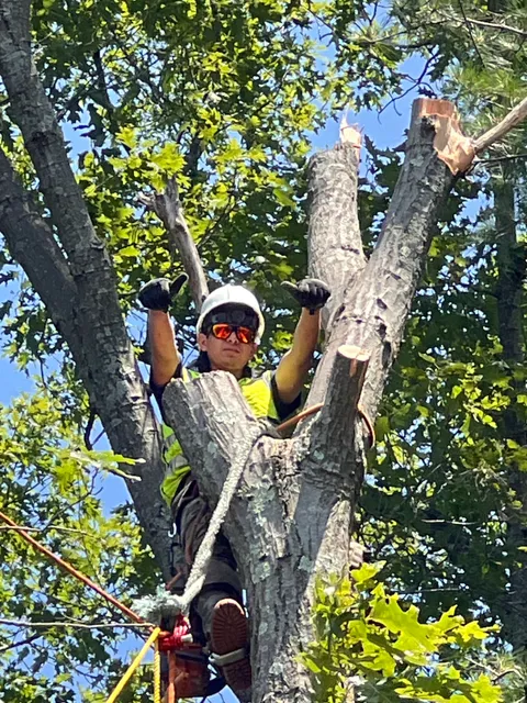 A.J.J TREESERVICES LLC work photo