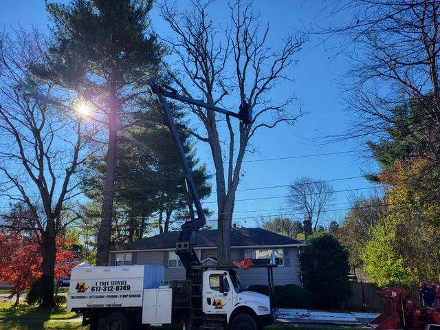 T&M Tree Service work photo