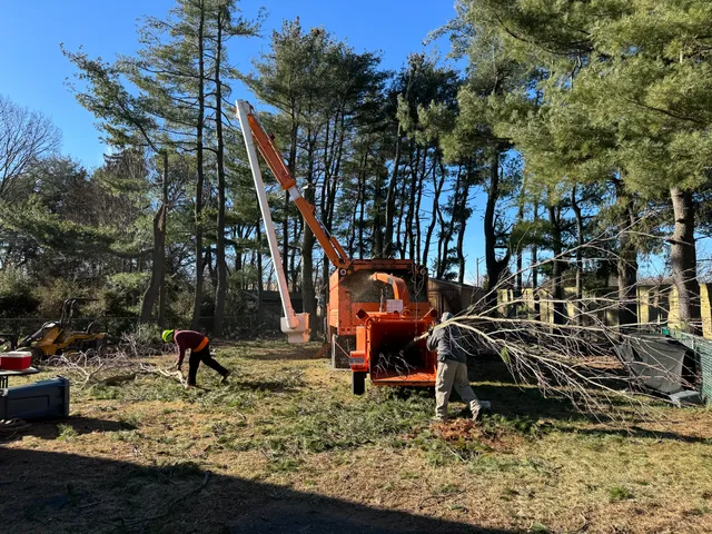 Connecticut Land and Tree Services work photo