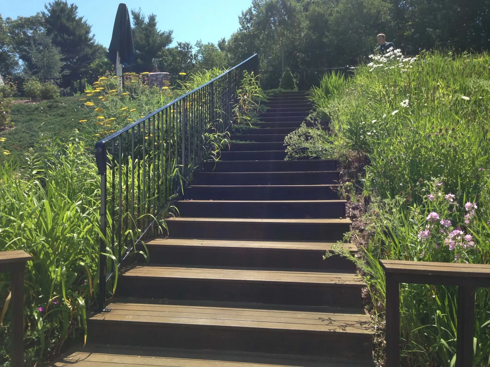 Wooden stairs with black metal railing leading up through a lush garden with green plants on both sides and yellow and white flowers. Trees and a blue sky in the background, with a person in dark clothing at the top of the stairs.