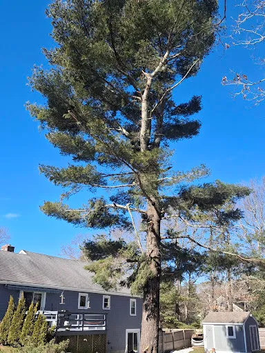 Treescapes work photo
