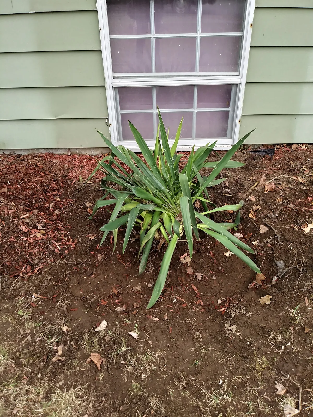 Boo Boos landscaping and house cleaning