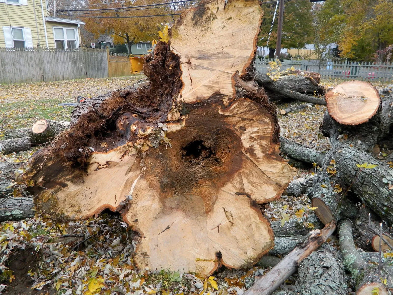 Tico Tree Service researched project photo
