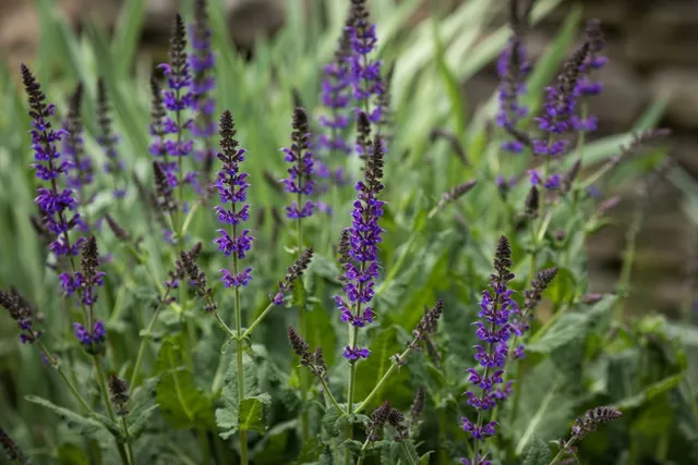Purple flowers