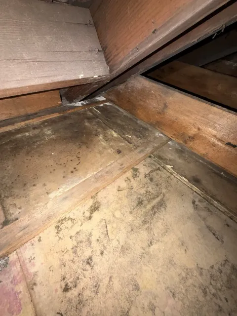 Visible mold growth documented on the exposed Sheetrock surface after the old subfloor and insulation were removed during Smithfield Rhode Island mold remediation project