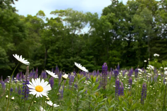 work photo from tjcollinslandscaping.com