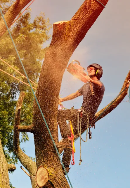 Tree climber performing controlled removal work
