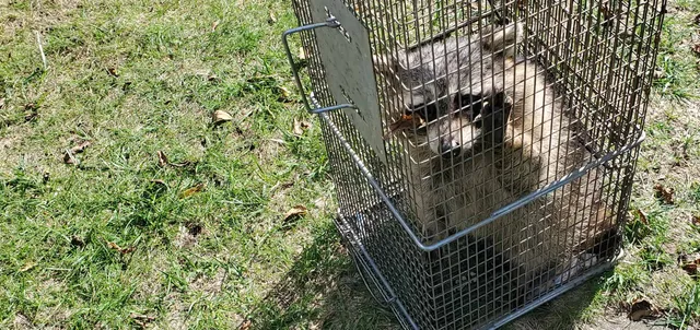 work photo from arcwildliferemoval.com