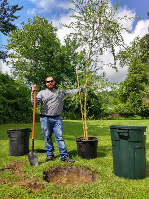Al's Tree and Shrub Care work photo