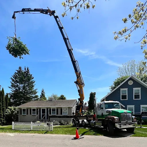 The Tree Company, LLC work photo