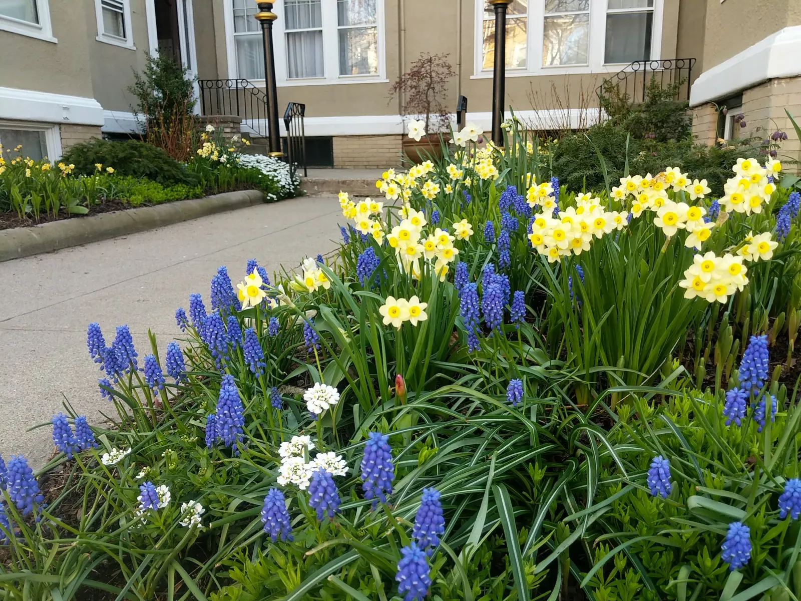 Colorful spring flowers, including blue grape hyacinths and yellow primroses, blooming beside a concrete sidewalk outside residential buildings.