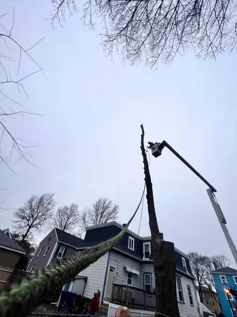 Chilel’s Tree Company work photo
