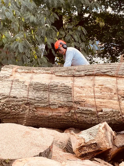 Oak Tree Removal