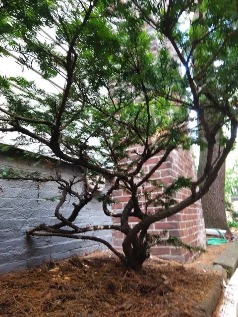 work photo from lovetreelandscapeservices.com
