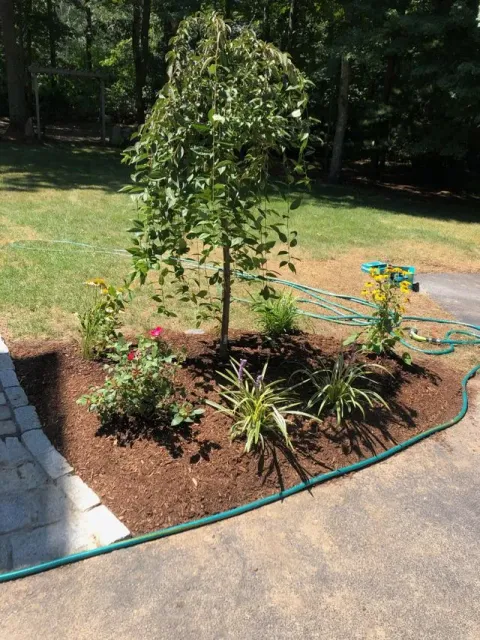 Yard Service Landscape Work