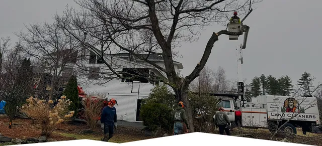 Land Cleaners Tree Removal