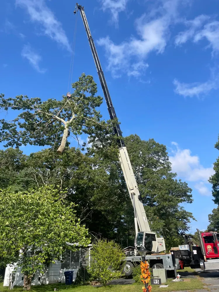 We use a crane to lift and remove sections of trees, especially in challenging situations like near structures, power lines, or in dense areas where traditional methods are difficult. for Robery's Tree Service in West Wareham, MA