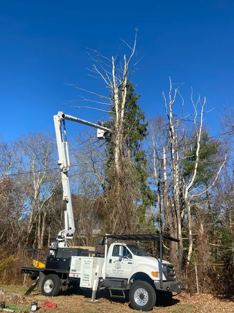 Bobby L Tree Service LLC work photo