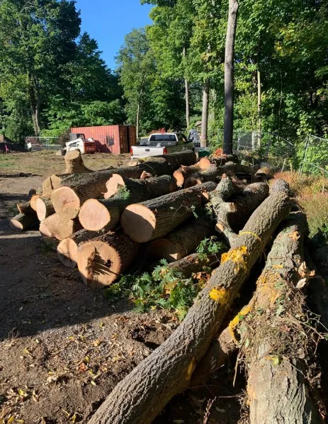 JP Tree & Lands work photo
