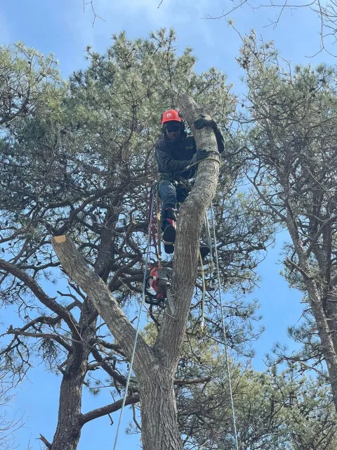 Tree services
