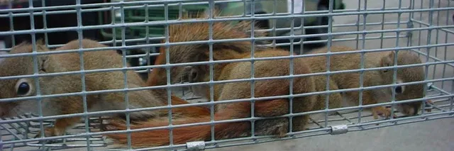 NH Animal Damage Control work photo