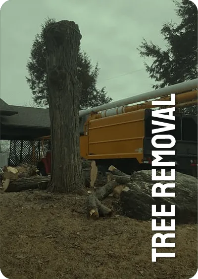 TREE REMOVAL