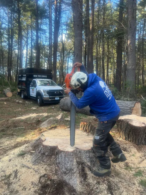 Stump grind removal machine removing a stup