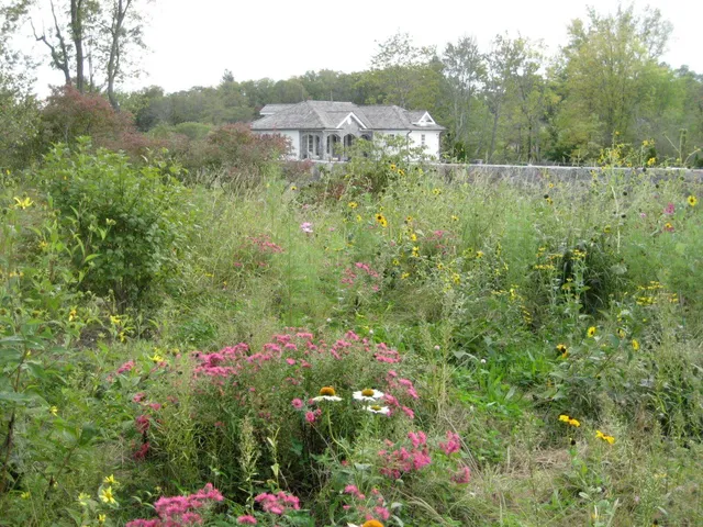 Wetlands 5