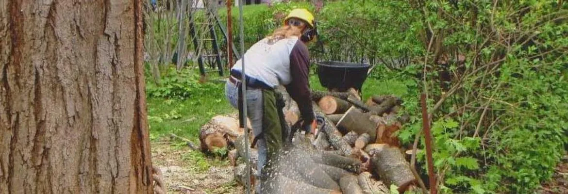 work photo from edwardstreeservicema.com