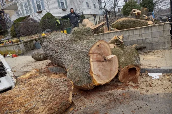 Wilson Tree & Shrub Services researched project photo