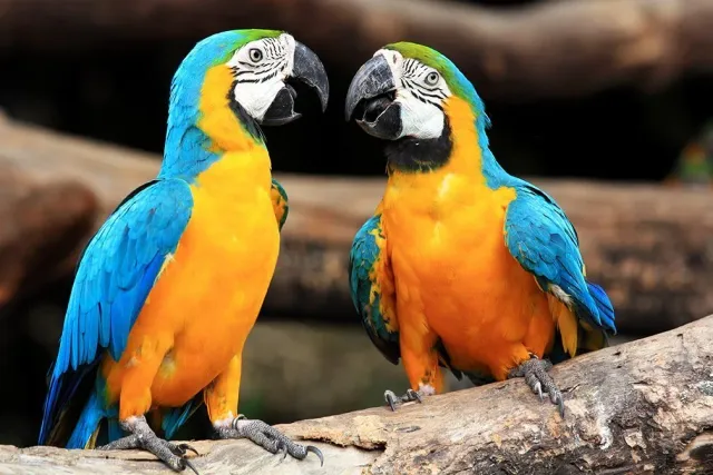 Two blue and yellow macaws perched on a branch, looking at each other with open beaks.