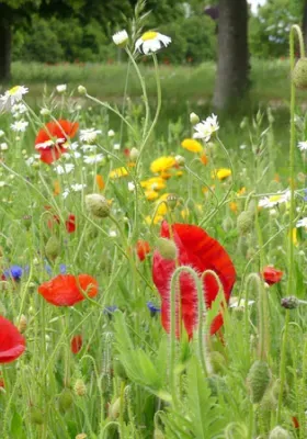 7 Spring Lawn Care Tips