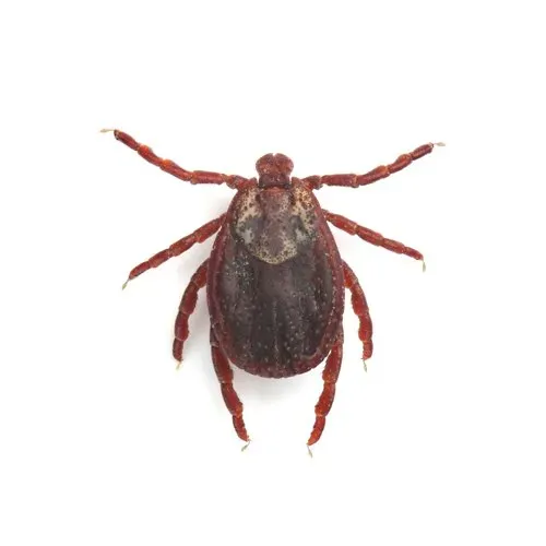 Tick Removing — Tick in Worcester, MA
