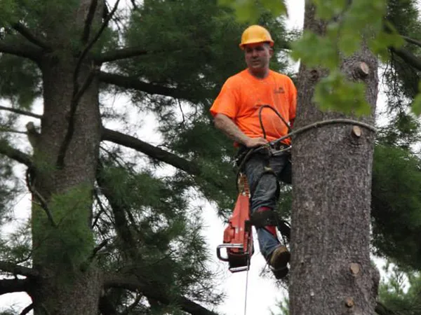Tree Removal