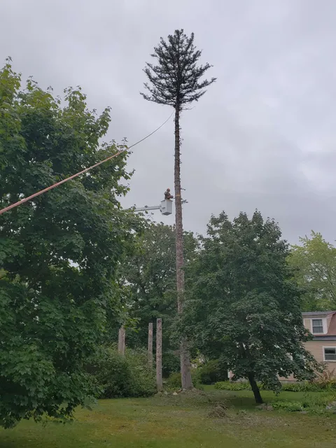 work photo from mccabeloggingandtreeservice.com