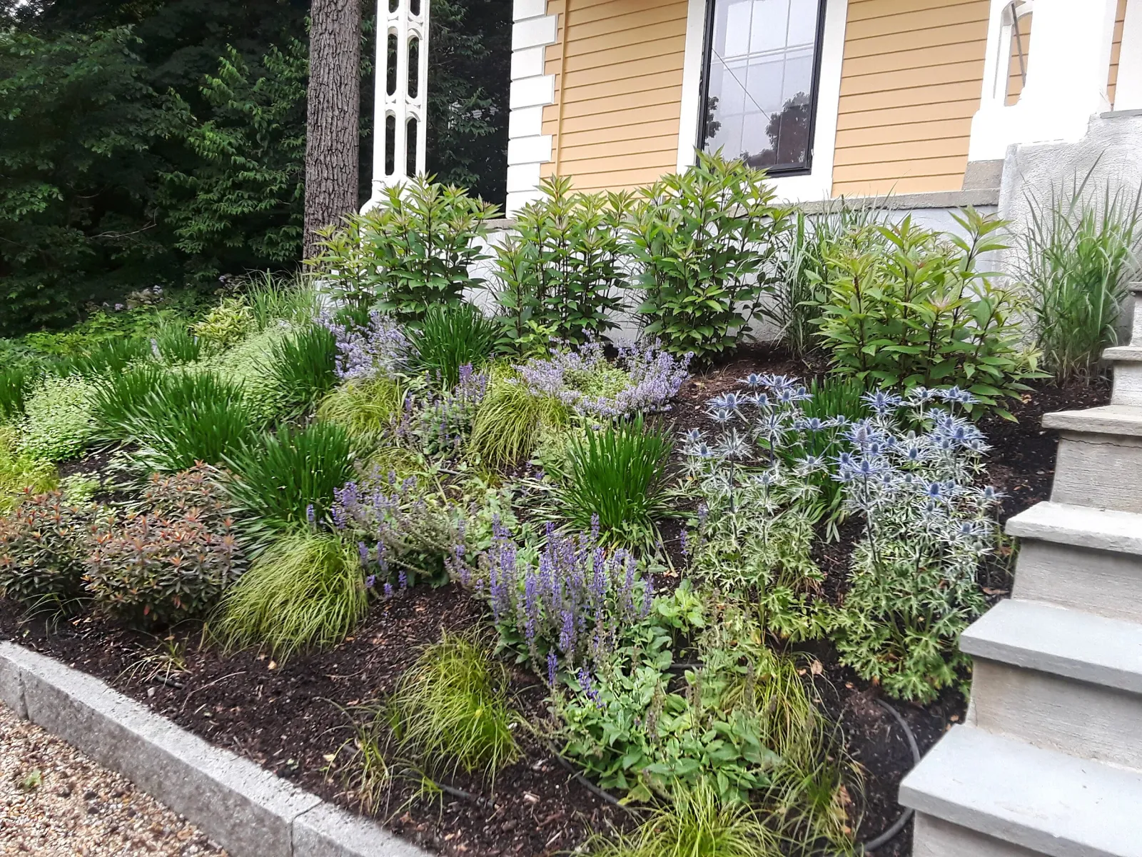 Home garden landscape with various plants and flowers next to a house with beige siding and white trim.