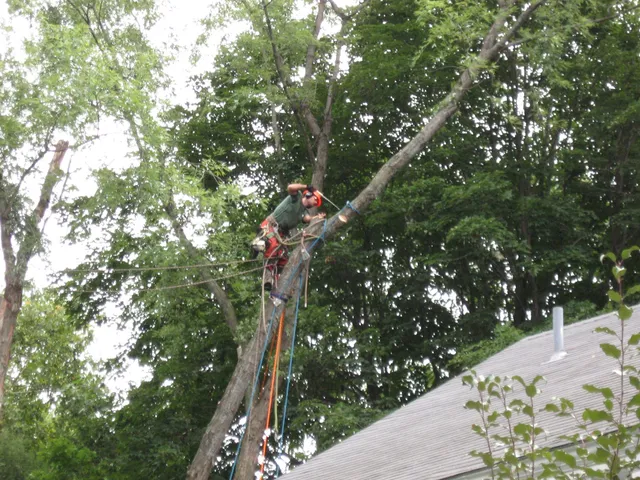 work photo from gallaghertreeandlandscape.com