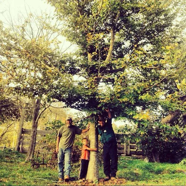 work photo from largessforestry.com