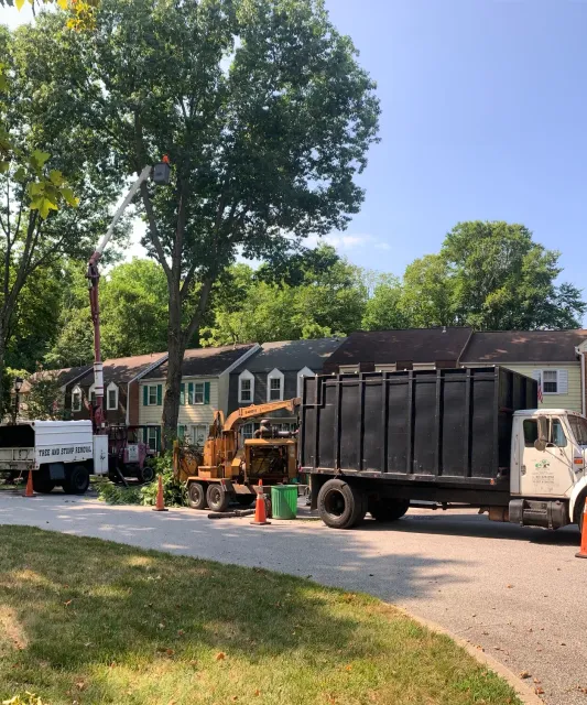 work photo from er-tree-service.com