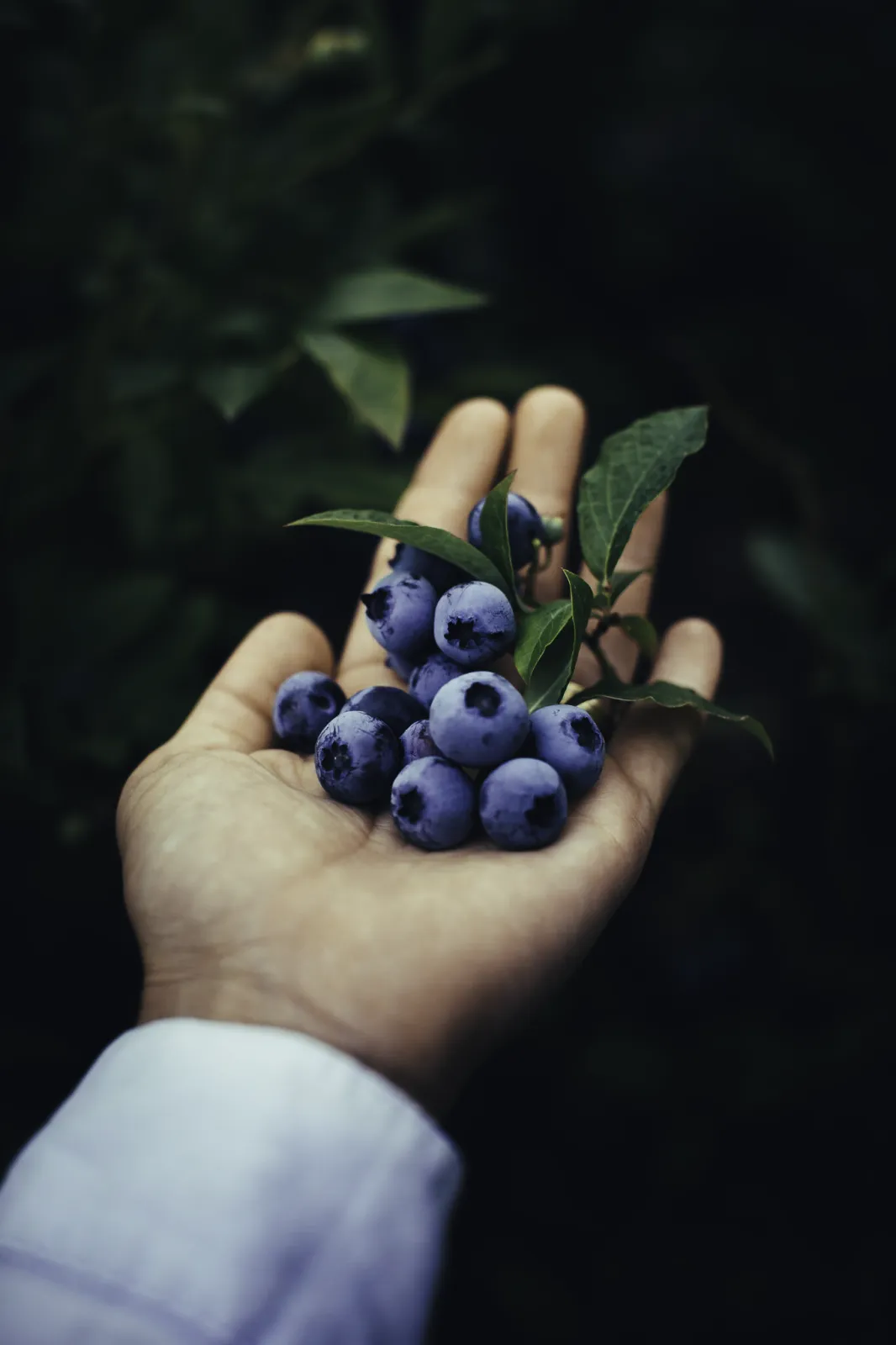 Suniti's hand full blue berries.png