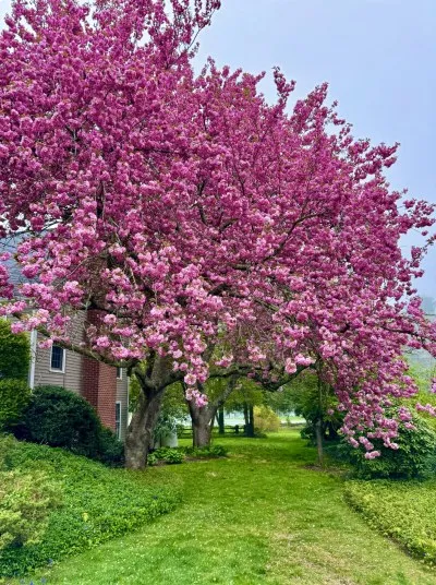 Magnolia 10_10