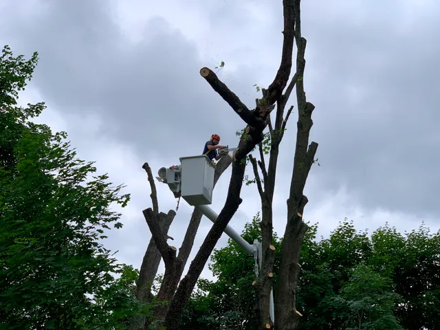 Ridgeline Tree Service work photo