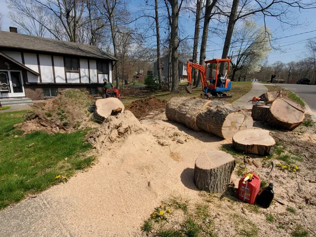 A & A Tree Services LLC work photo