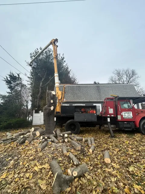 Tree Services