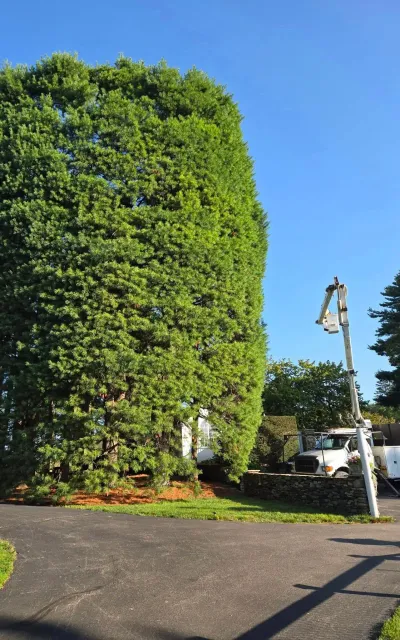 work photo from soultreecare.com
