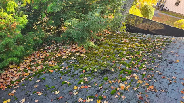 Roof slope covered in moss before cleaning