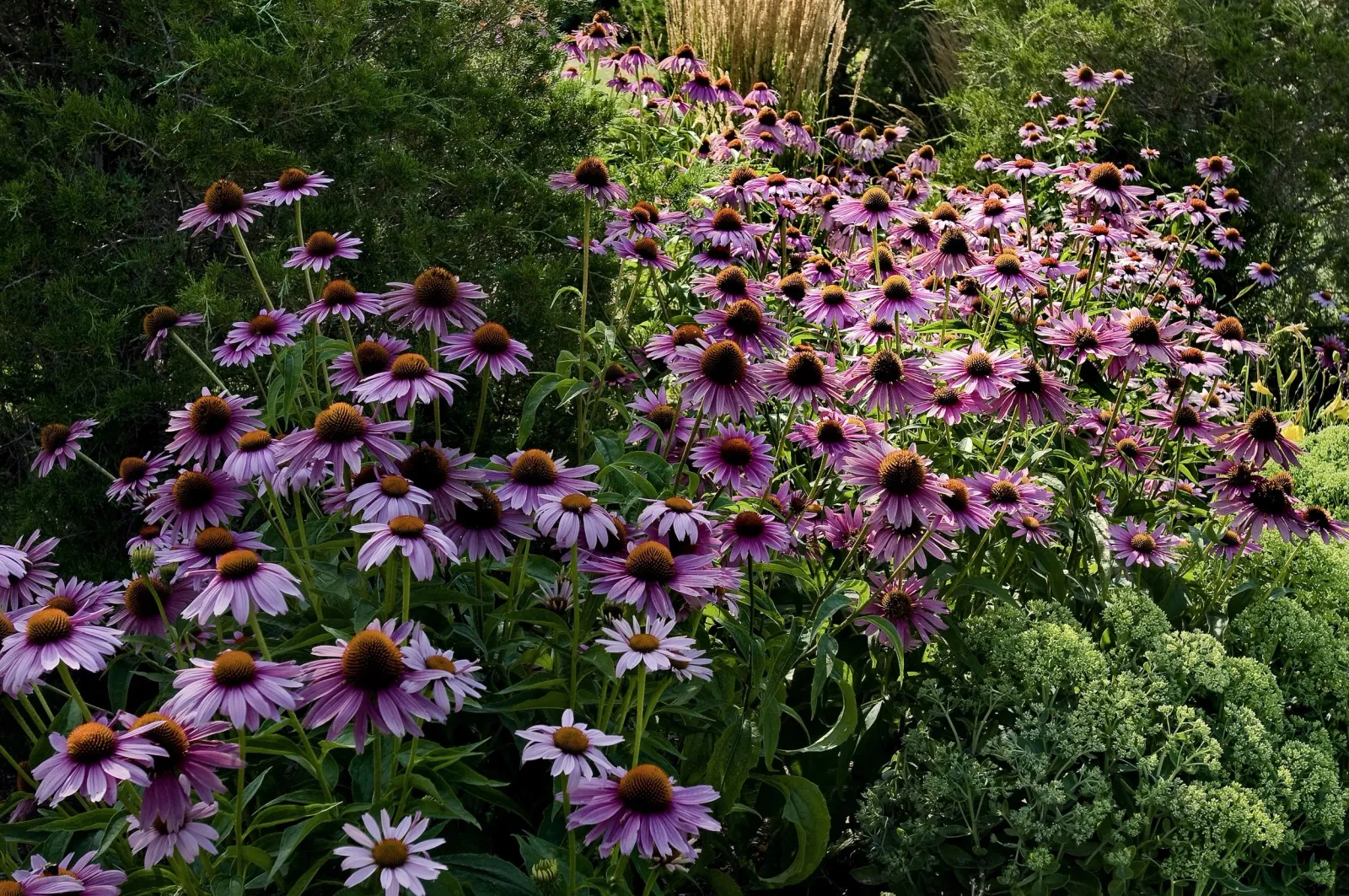 Hugo Design - Landscape Design - Echinacea field