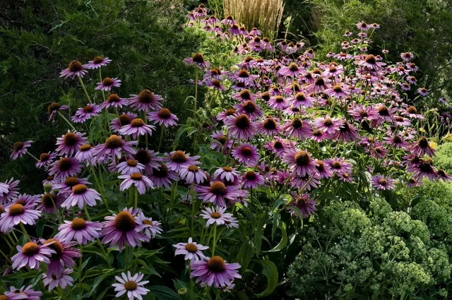 Hugo Design - Landscape Design - Echinacea field